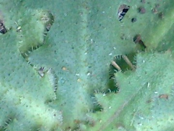 Hypochaeris radicata